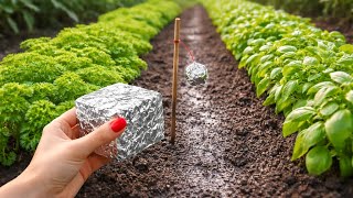 Ne Sadite Biljke Bez Folije Ovaj Trik Niko Još Ne Zna