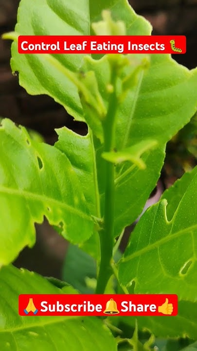 Control Leaf Eating Insects shorts viralvideo plantcare YouTube control-leaf-eating-insects-shorts-viralvideo-plantcare-youtube