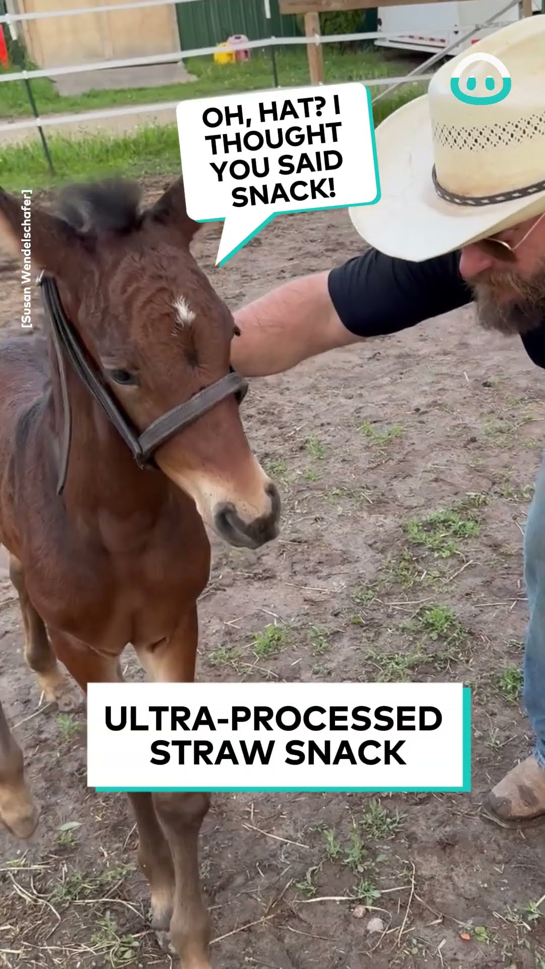 Horse Baby Loves Chewing A Hat || ViralHog