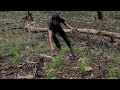 Food Crops In The New Land, Survival Instinct, Wilderness Alone, survival, Episode 116