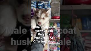 Wooly Coat Male Husky Pets Zone Nepal Kathmandu Nepal