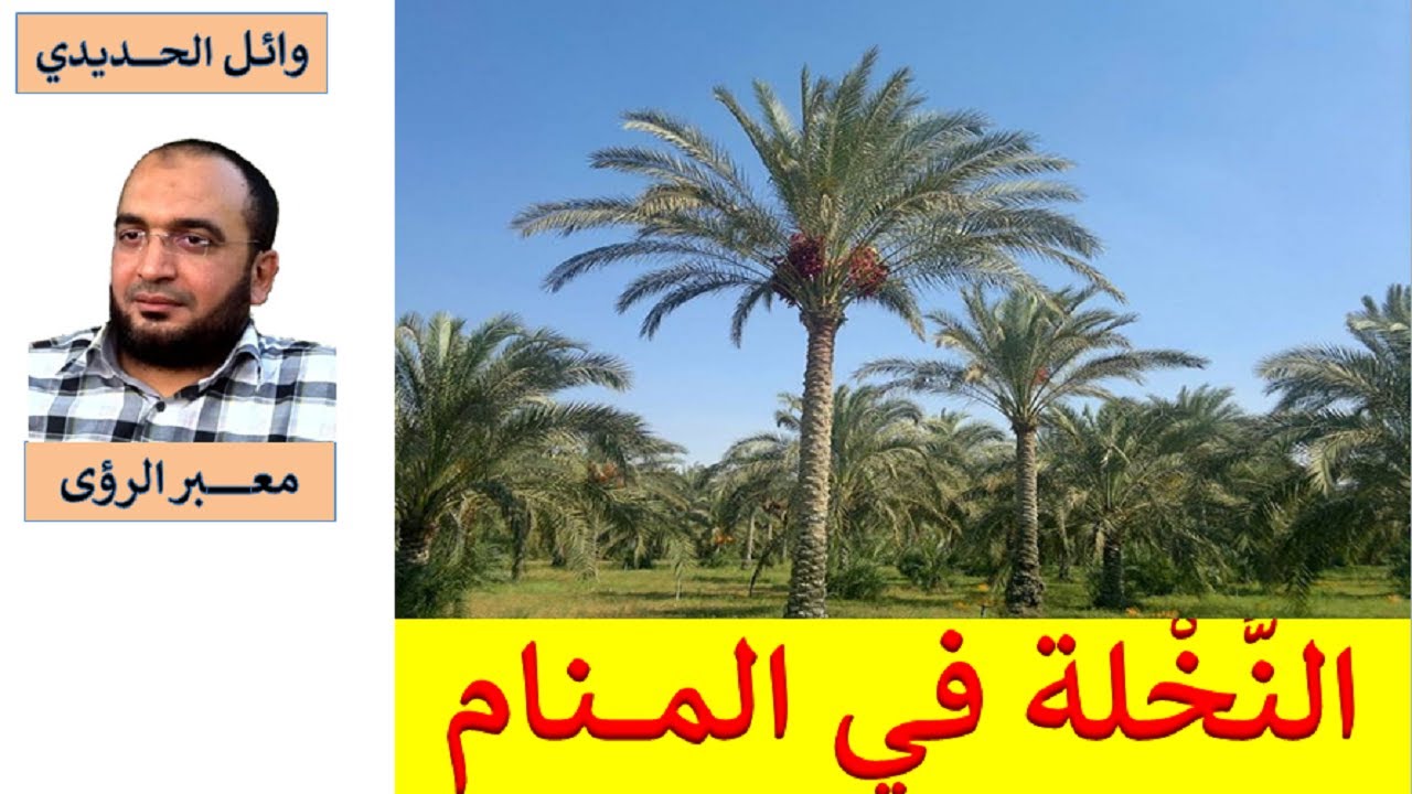 تفسير حلم النخلة في المنام / بالتفصيل