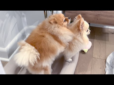 Female Dog Humps Male Dog! Funny & Cute Pomeranian Compilation
