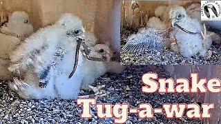 Feathered Gladiators: Lesser Kestrel Nestlings Battle Over Snake Dinner. This is EPIC