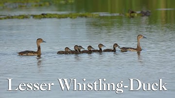 Bird Chicks | Lesser Whistling-Duck | #Wildsb #birds #wildlife