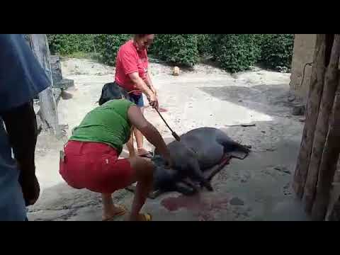 matando porco