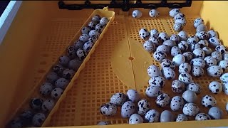 видео: Інкубація перепелів 01.10.2025р. картинка: Інкубація перепелів 01.10.2025р.