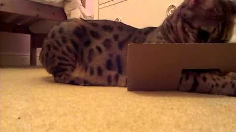 Video 11018281: bengal cat attacks, bengal cat hunting, bengal cat playing