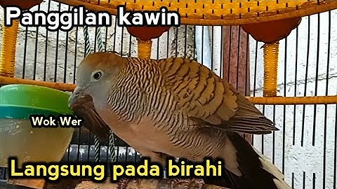 Perkutut lokal minta kawin memancing birahi semua jenis perkutut