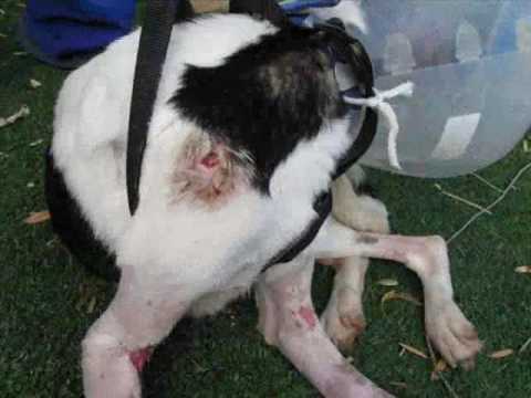 Get Save Ness English 2 Youtube Free Wallpaper Save Ness English 2 Youtube For iPhone Free