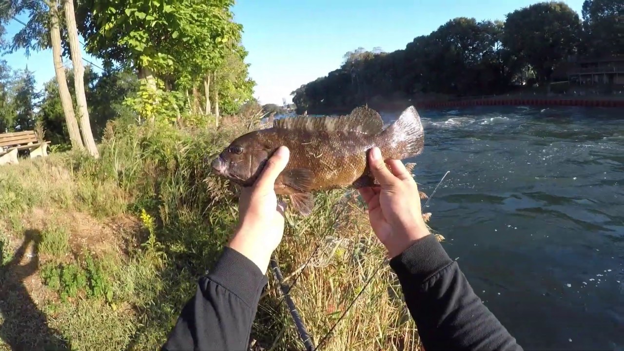 Blackfishing (Tautog) in New Jersey River YouTube