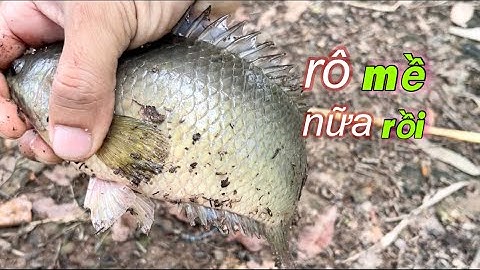 Tập 361 - Tiếp Tục Quay Lại Săn Cá Rô Mề Trên Con Kênh Trúng Đậm Cá Khủng | Câu cá rô đồng | MQTG