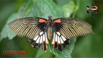 Beautiful butterfly