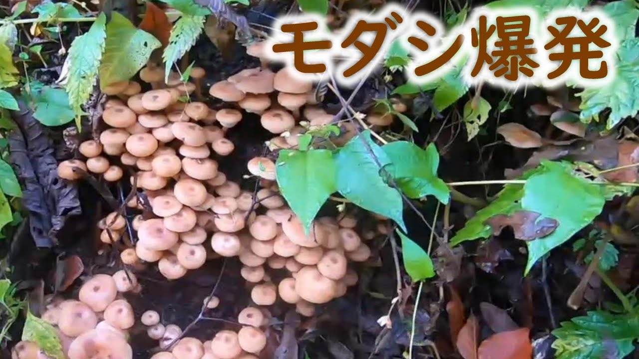 ナラタケ（モダシ）がピークでした