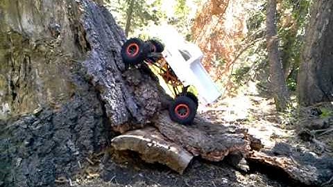 Hsp pangolin crawling