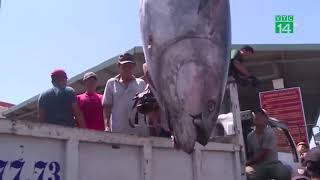 Ngư dân Phú Yên câu được cá ngừ vây xanh siêu khủng | VTC14