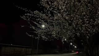 revork25 Ночь не спит