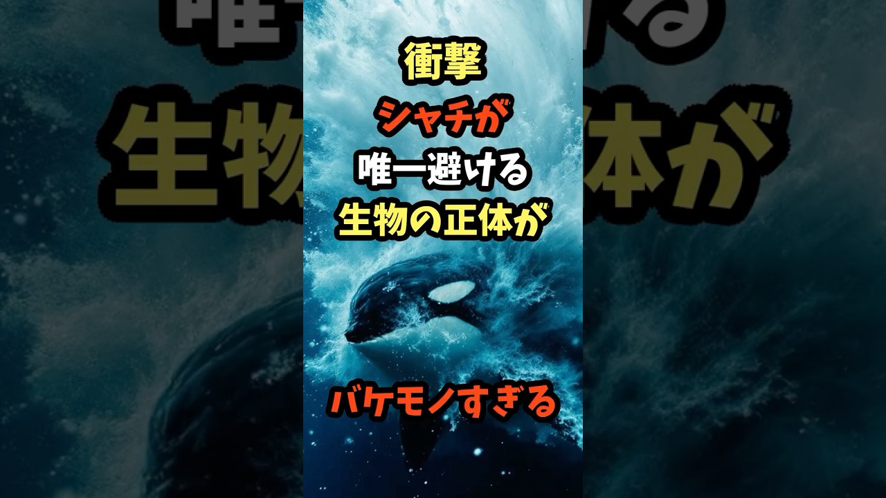 シャチが唯一避ける生物がバケモノすぎる#シャチ #危険生物 #shortvideo