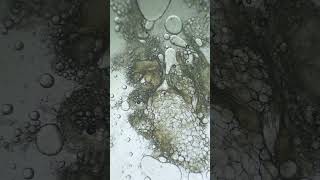 Seeing Chicken Feet Magnified 400X Is Super Cool