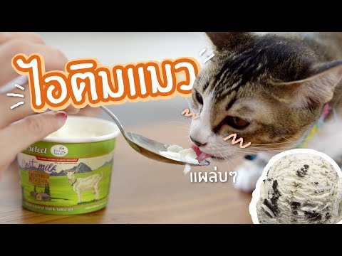 เมื่อลองให้แมวกินไอติมครั้งแรก!?
