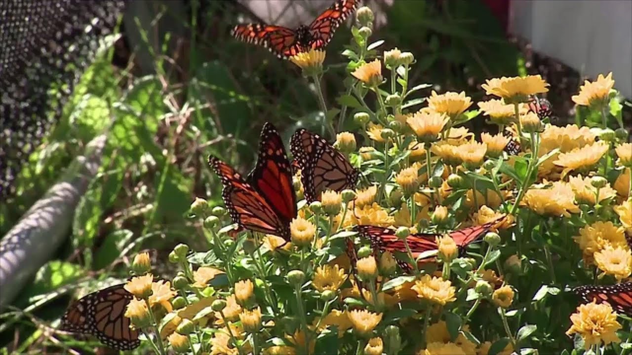 What You Should Know About the Fall Migration of the Monarchs | Southern Living
