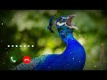 Peacock New Sms Ringtone Cute Message Ringtone Cute Sms Tone Best Sms Ringtone Shorts360p36 Peacock New Sms Ringtone Cute Message Ringtone Cute Sms Tone Best Sms Ringtone Shorts360p36