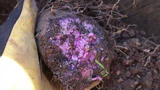 Our First Ube Harvest -- Jan. 30, 2024 by Never Enough Dirt 301 views 4 months ago 2 minutes, 35 seconds