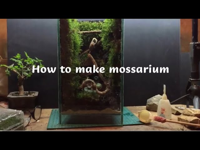 How to Create a Terrarium with Moss – 46 & Spruce