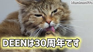 夢であるように【長毛猫日記】　DEENは30周年です by ひまはなの日常【himahanalife】 49 views 4 months ago 4 minutes, 23 seconds