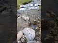 Phenomenal Natural Water Spring Creating A River In A Dry River Bed Nature Scotland River Phenomenal Natural Water Spring Creating A River In A Dry River Bed Nature Scotland River