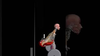 #physio // muscle motion