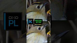 Fixing a 6400iso photo of a Goldcrest with DxO Photolab 9