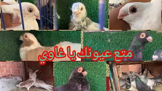 12 جوز غزار شغلين كلهم كل انواع الغزار المصري و26 جوز زاجل شغلين