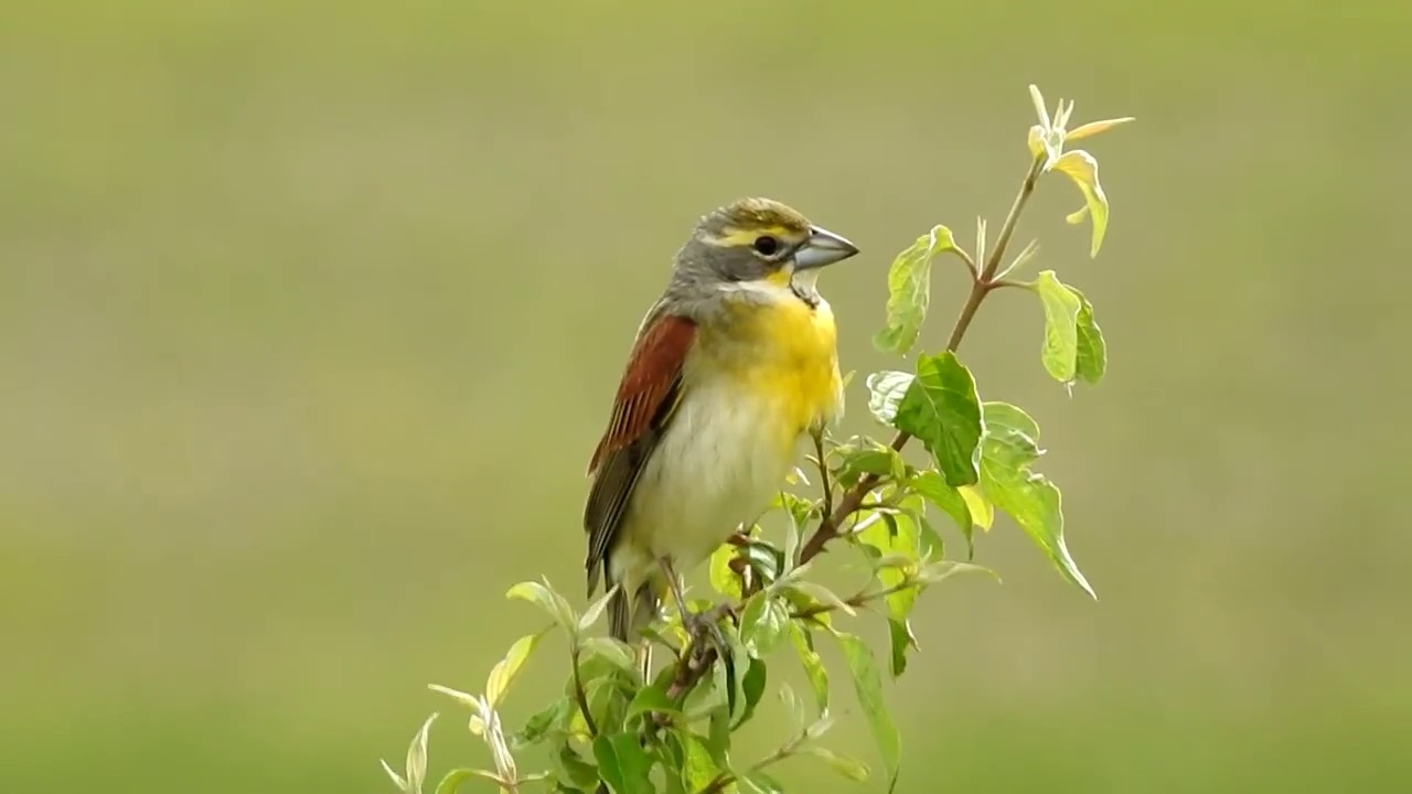 Iowa birds the Dicksicle Indigo Bunting and Eastern Bluebirds always