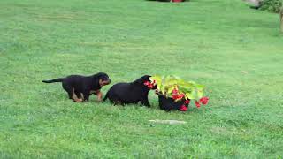 Rottweiler Puppies For Sale