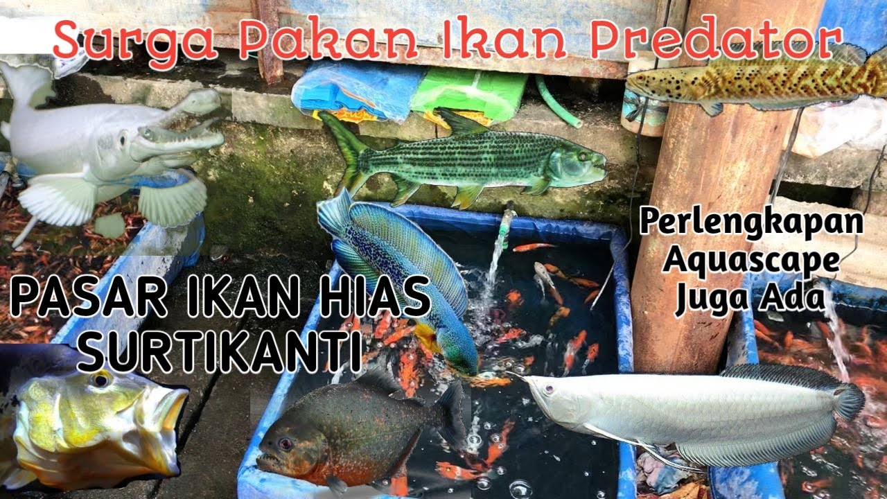 Cek Harga Ikan Hias Pasar Ikan Hias Surtikanti Semarang | 6 Agustus 2021
