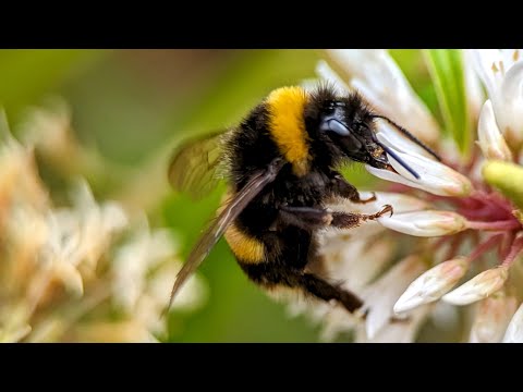 Apexel Macro Lens 100mm | Videography of bumblebees