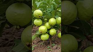 viral guava propagation trick try at home #krushisetu #guava #farming #gardening