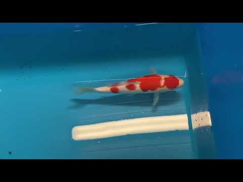 GK-3560 - Kohaku - Dainichi