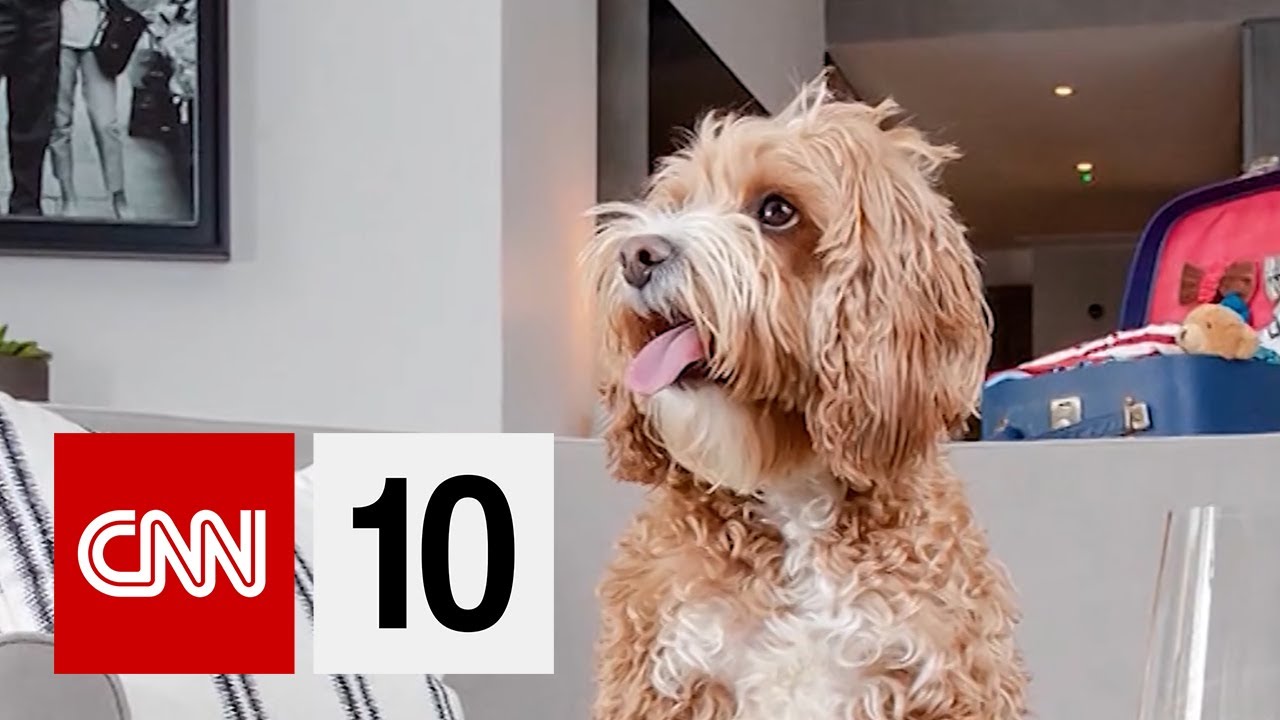 Fine Dining For Dogs?