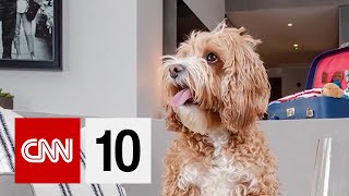 Fine Dining For Dogs?