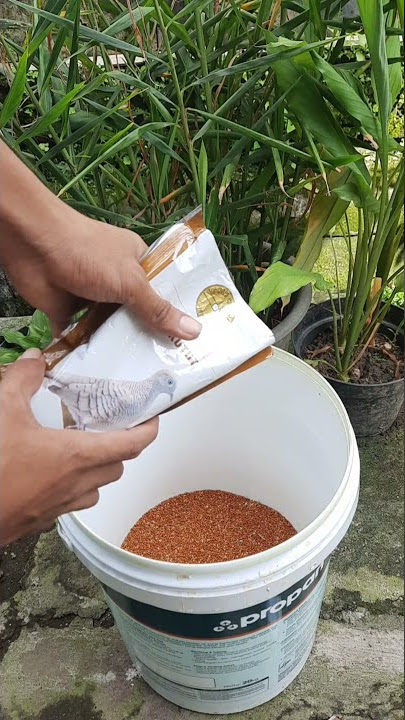 makanan perkutut agar gacor dan cepat bertelur #shorts