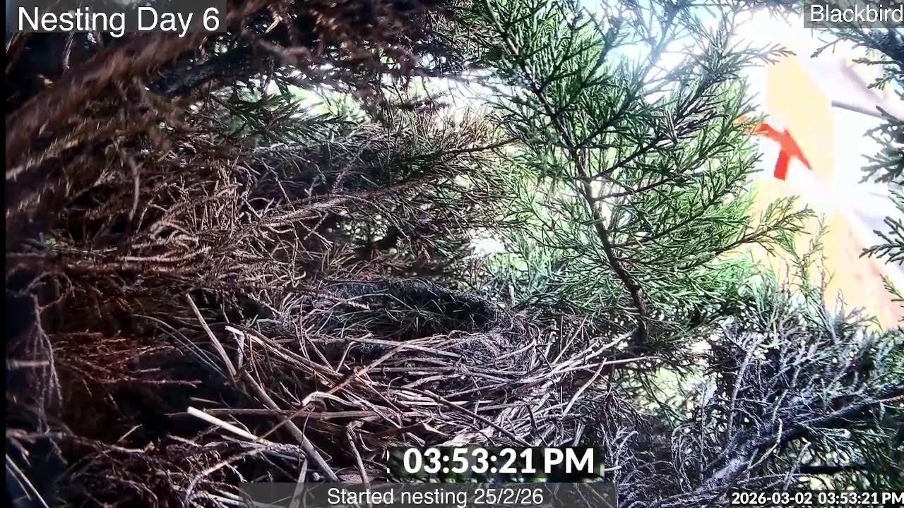 Blackbird Nesting -  Day 6 - Part 2