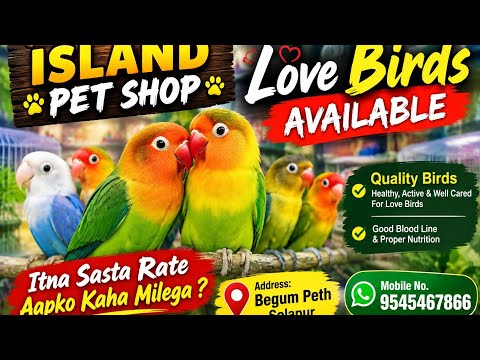 Best quality love birds available Cat/ fish stock always available and food tank available9545467866