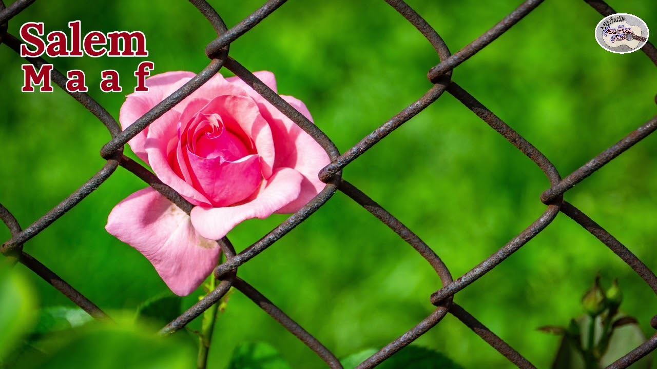Saleem - Maaf (lirik)