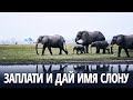 Как кенийский заповедник ищет финансы