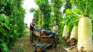 Harvest And Sun-Dry Peppercorns For Market - Cook Delicious Pepper Dishes