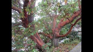 Most  Amazing Native tree in Canada Arbutus menziesii, the Pacific madrone