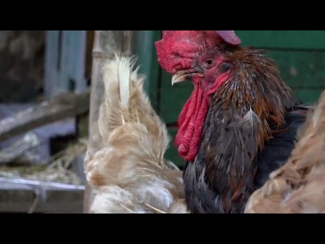 basket femme asics coloré