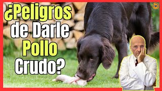 🆘 ¿LOS PERROS PUEDEN COMER POLLO CRUDO? ¿QUÉ PELIGROS TIENE? 🆘 by ¿QUE COMEN LOS ANIMALES? 1,175 views 4 weeks ago 5 minutes, 25 seconds